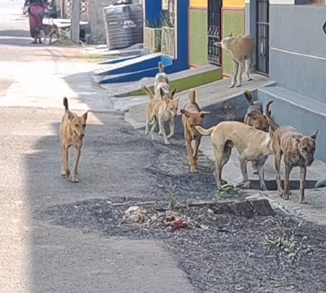 Dogs